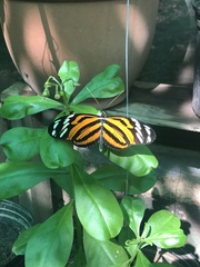 Heliconius ismenius