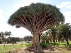 Dracaena draco
