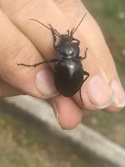 Carabus finitimus