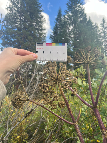 giant angelica (Angelica ampla)