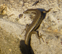 Emoia atrocostata