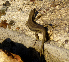 Emoia atrocostata