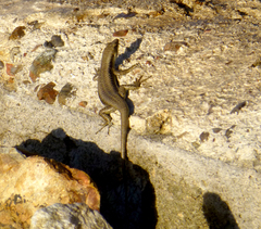Emoia atrocostata