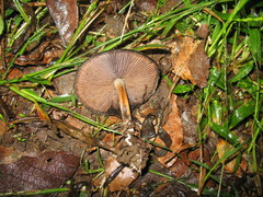 Psilocybe caerulescens