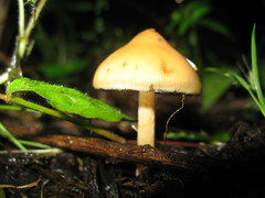 Psilocybe caerulescens