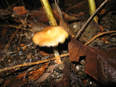 Psilocybe caerulescens