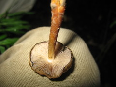 Psilocybe caerulescens
