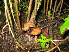Psilocybe caerulescens