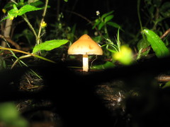 Psilocybe caerulescens