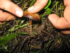 Psilocybe caerulescens