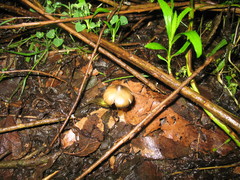 Psilocybe caerulescens