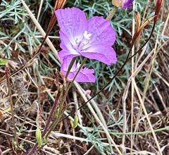 Clarkia lewisii, photograph author not stated, no rights reserved
