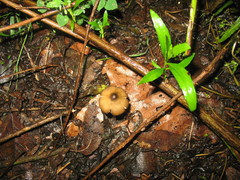 Psilocybe caerulescens