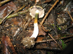Psilocybe caerulescens