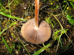 Psilocybe caerulescens