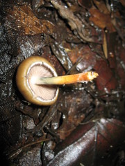 Psilocybe caerulescens