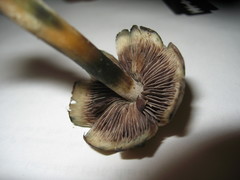 Psilocybe caerulescens