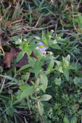 Erigeron annuus