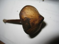 Psilocybe caerulescens