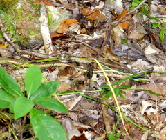 Dendrelaphis marenae