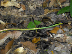 Dendrelaphis marenae