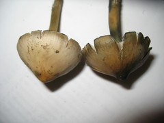 Psilocybe caerulescens