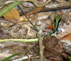Dendrelaphis marenae