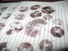 Psilocybe caerulescens