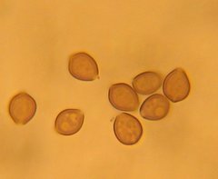 Psilocybe caerulescens