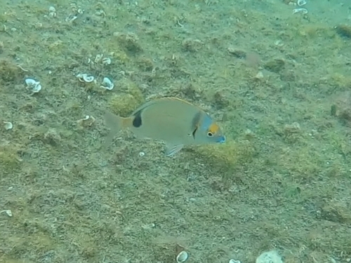 Photo of Common two-banded seabream (Diplodus vulgaris)