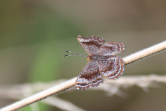 Calephelis aymaran