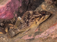 Grass Rockfish photo 2