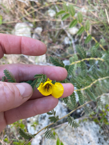 Narrowpod Sensitive Pea (Chamaecrista lineata)