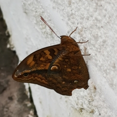 Opsiphanes boisduvallii