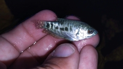 Trichopodus trichopterus