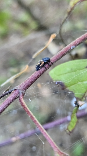 Asian Lady Beetle