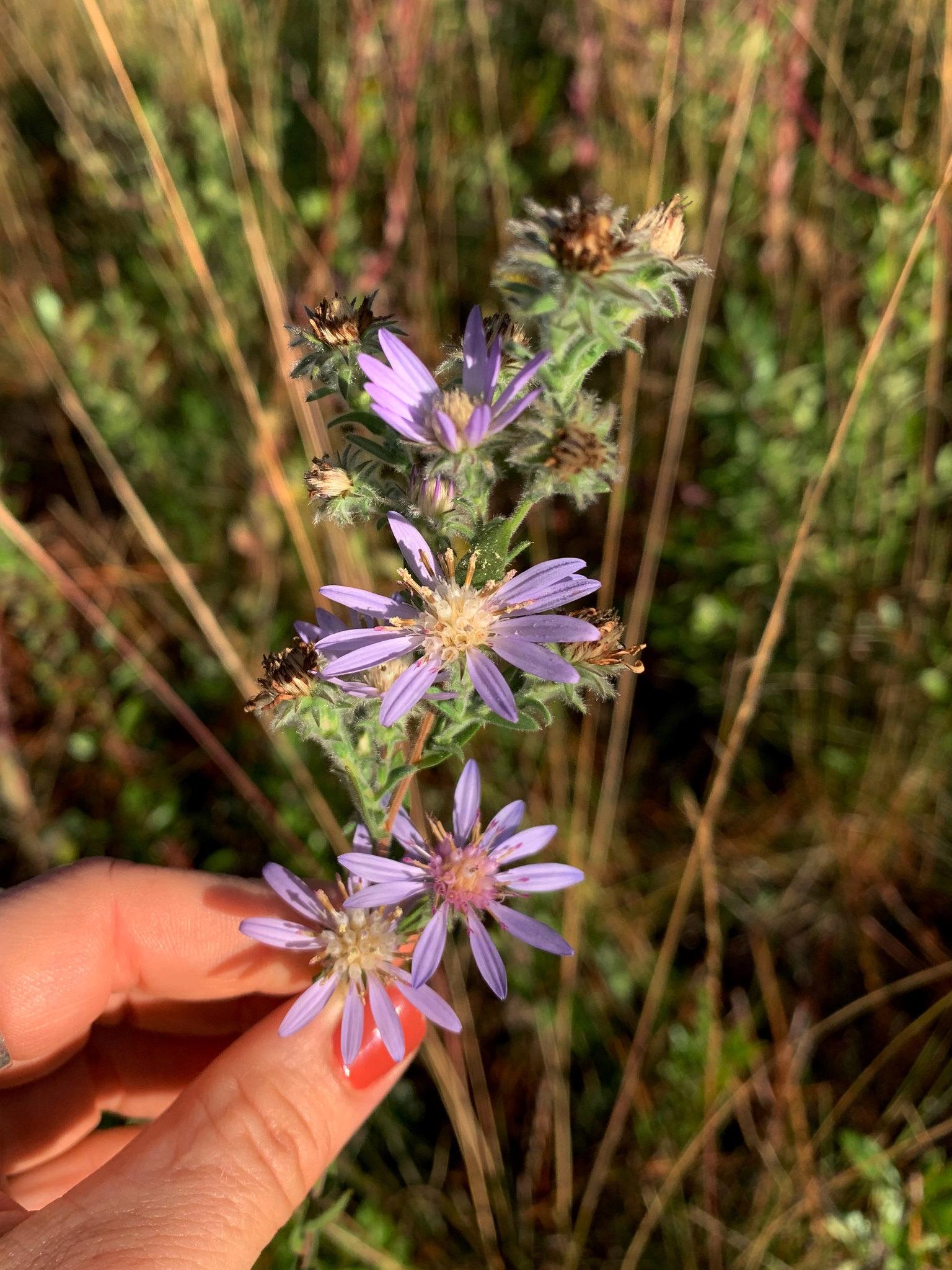 Symphyotrichum plumosum