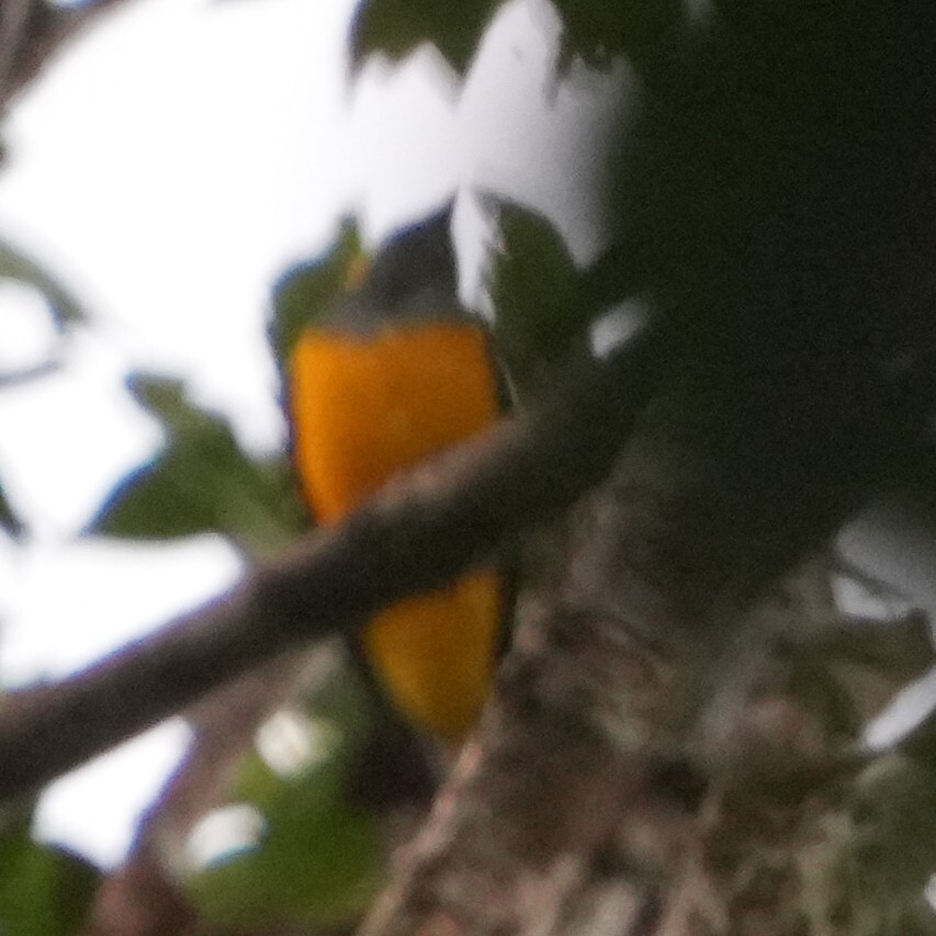 Golden Cuckooshrike (Campochaera sloetii), photo 1