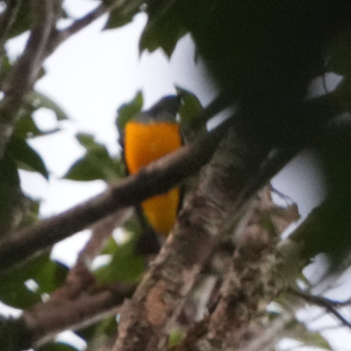 Golden Cuckooshrike (Campochaera sloetii), photo 2