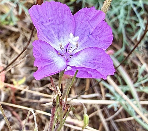 Lewis' Clarkia (Clarkia lewisii)