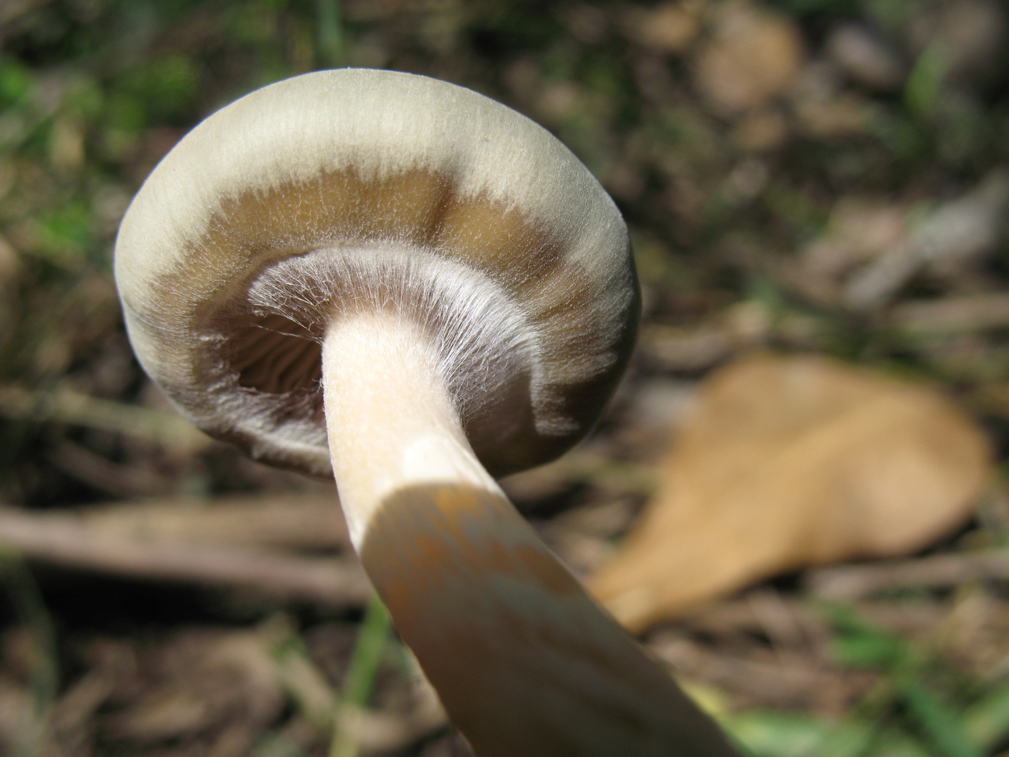 Psilocybe caerulescens image