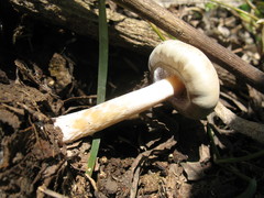 Psilocybe caerulescens