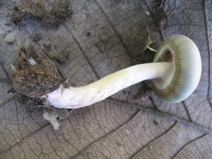 Psilocybe caerulescens
