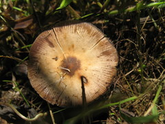 Psilocybe caerulescens