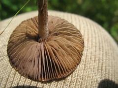 Psilocybe caerulescens
