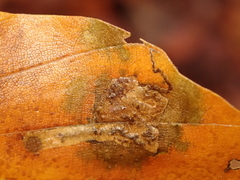 Stigmella hemargyrella