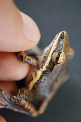 Craugastor talamancae