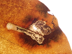 Stigmella hemargyrella