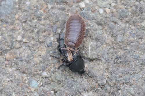 Swift Woodlouse, Fremont, CA, USA, photo 8 of 10