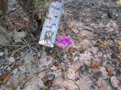 Ariocarpus kotschoubeyanus